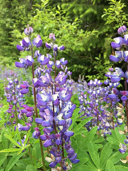 File:Arctic lupine 01.jpg