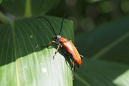 Stictoleptura succedanea