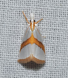 <i>Argyria critica</i> Species of moth