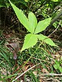 2023年7月2日 (日) 09:24時点における版のサムネイル