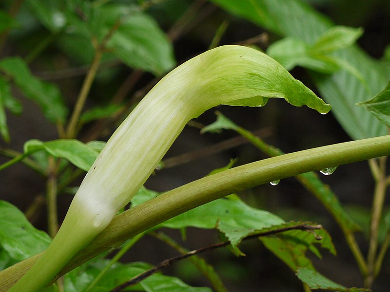 File:Arisaema tortuosum (3732101359).jpg