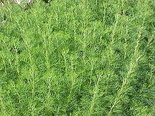 Artemisia abrotanum0.jpg