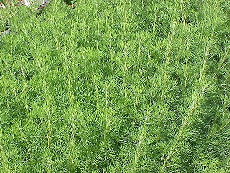 Jardín Botánico Yves Rocher de La Gacilly