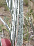 Thumbnail for Artemisia longifolia