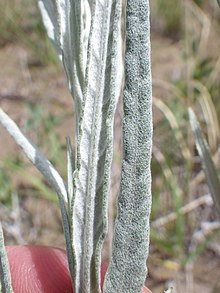 Artemisia longifolia (7461846136) .jpg