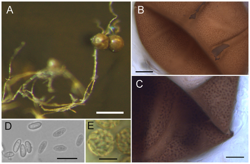 Ascosphaera fimicola: A: twee iriserende sporocysten nog vast aan de hyfen. B–C: close-up van sporocysten. D: ascosporen. E: sporenbol.