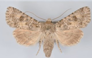 <i>Aseptis catalina</i> Species of moth