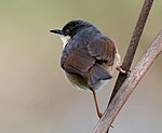 Ashy Prinia (Prinia socialis) in Hyderabad W IMG 8738.jpg