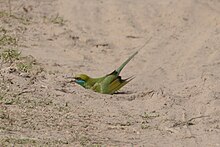 Asian green bee-eater dust bathing near Roorkee, Uttarakhand. Asian green bee-eater (Merops orientalis beludschicus) dust bathing near Roorkee, Haridwar district.jpg