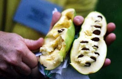 Asimina triloba fruit