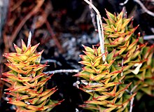 In habitat Astroloba spirella - Laingsburg SA.jpg