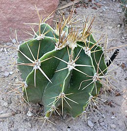 Puošnusis žvaigždinas (Astrophytum ornatum)