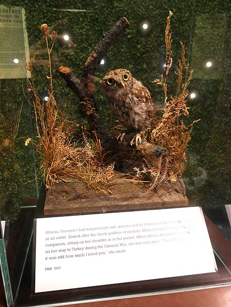 File:Athena the Owl in the Florence Nightingale Museum (01).jpg