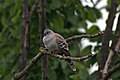 Australian Crested Pigeon - Ocyphaps lophotes 01.jpg