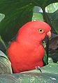 * Nomination Male Australian King Parrot (Alisterus scapularis). --Avenue 12:31, 11 February 2010 (UTC) * Decline Nice view, but not really sharp. -- Smial 00:52, 12 February 2010 (UTC)