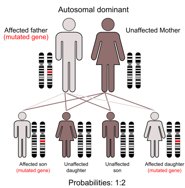 File:Autodominant en 01.png