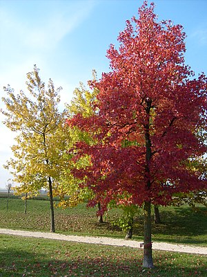 Albero: Caratteristiche, Gli alberi nella cultura, Galleria dimmagini