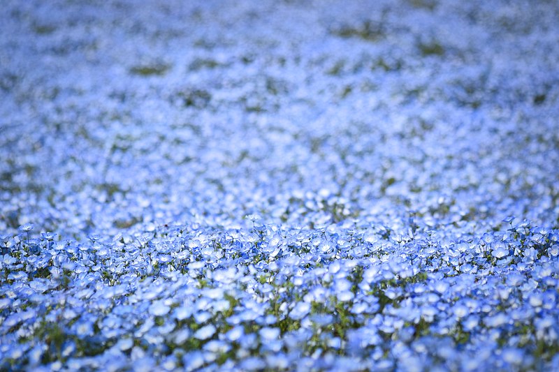 File:Baby blue eyes flowers (49886955906).jpg