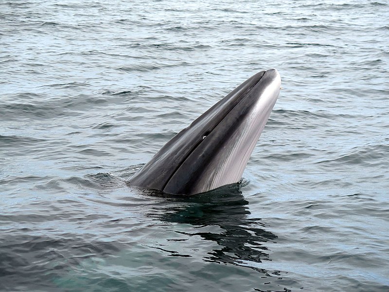 File:Balaenoptera acutorostrata 2901229.jpg