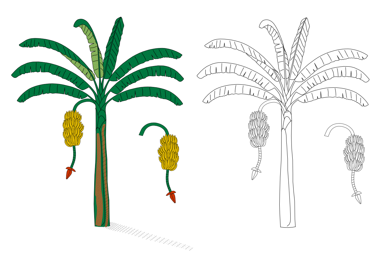 File:Bananas.svg - Wikimedia Commons