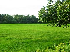 Fields on the municipal outskirts