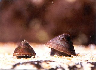 Banbury Springs lanx Species of gastropod