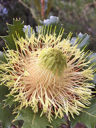 <i>Banksia heliantha</i> Species of shrub in the family Proteaceae endemic to Western Australia