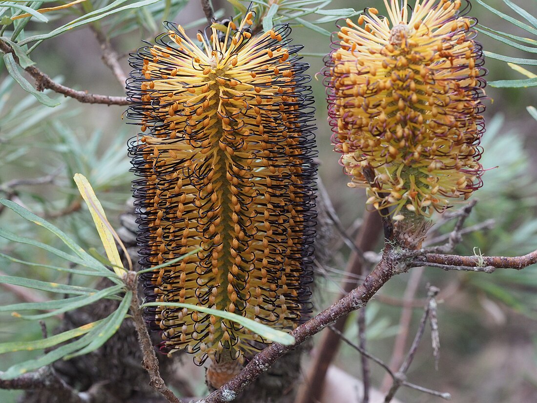 Banksia neoanglica