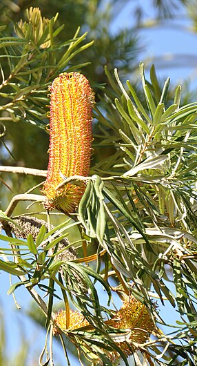 Banksia seminuda 300912 2a.JPG