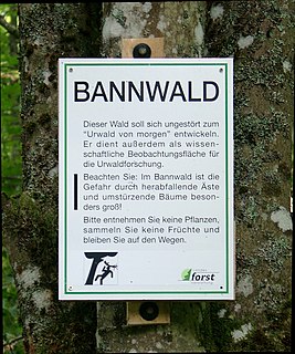 <i>Bannwald</i> In the middle age a reserved forest, today a protective forest