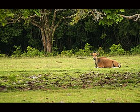 Banteng Ujung Kulon