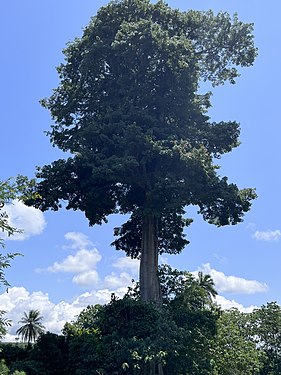 A Baobab in Kindia Photograph: User:Aboubacarkhoraa