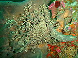 Basket star on sponge