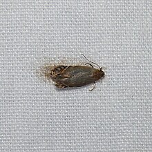 Battaristis concinusella