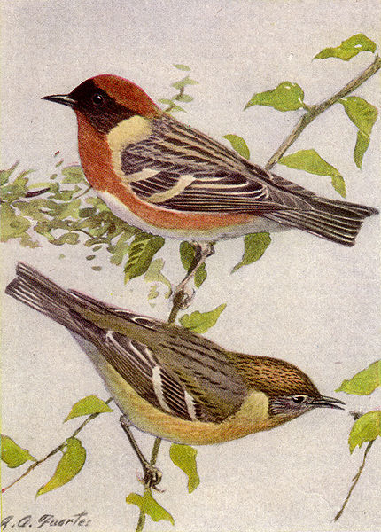 File:Bay-breasted Warbler NGM-v31-p316-A.jpg