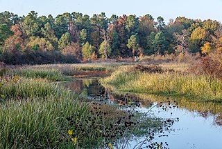 Bayou Bartholomew bayou in Arkansas and Louisiana, United States of America