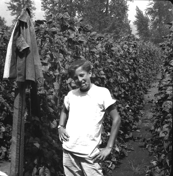 File:Bean picker, c. 1955.jpg