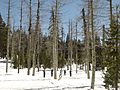 Bear Valley crosscountry skiing in forest.jpg