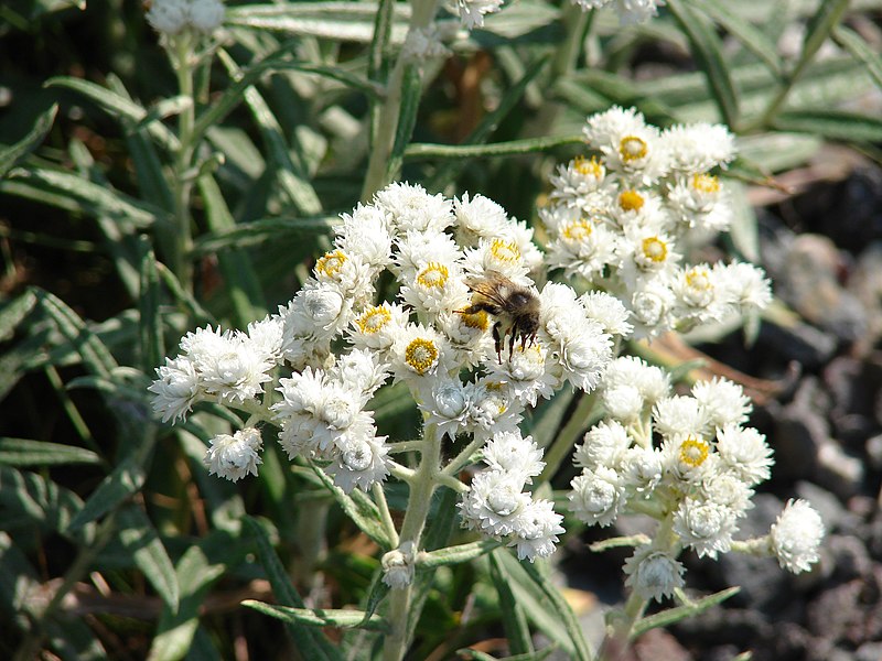 File:Bee on Pearly Everlasting (249b75edb69b4104813d6ae80ba33627).JPG