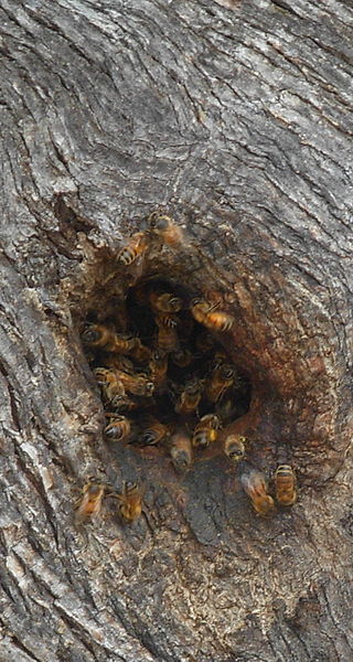 File:Bees hole.JPG