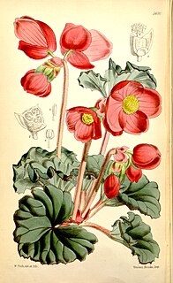 <i>Begonia veitchii</i> species of plant