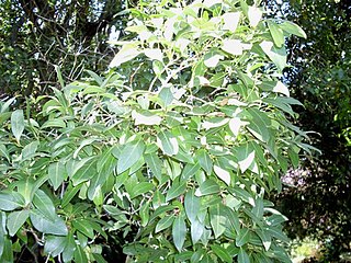 <i>Beilschmiedia elliptica</i> Species of tree