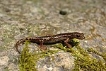 Thumbnail for Ambrosi's cave salamander