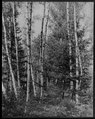 Birch trees, Maine LCCN2004663777.tif