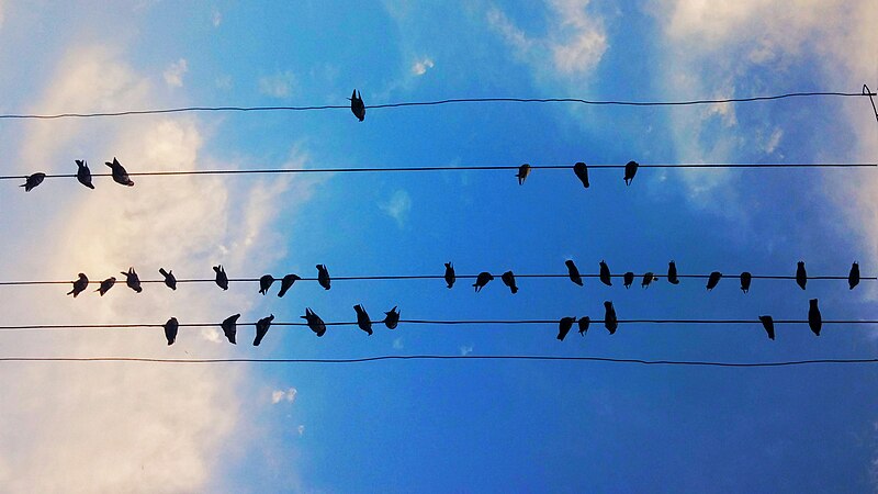 File:Birds on wires in Pakistan.jpg