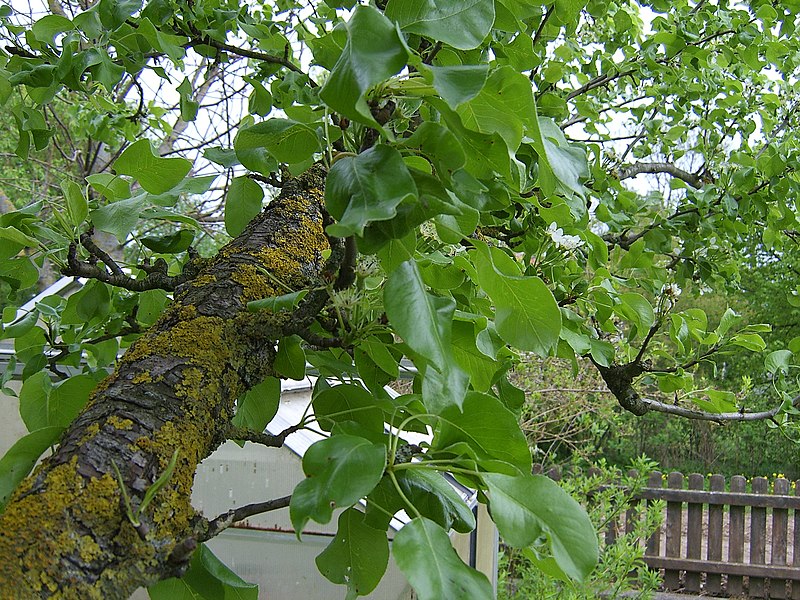 File:Birnenbaum.jpg