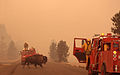 Bison crosses road during Yellowstone fires 1988.jpg