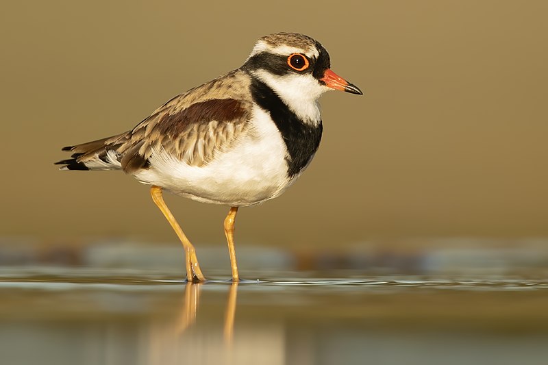 File:Black-fronted Dotterel 2 - Bow Bowing.jpg