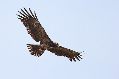 Великий орел. Indian Black Eagle. Black Eagles Hasa. Burgut Rangi.