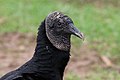 * Nomination Black vulture (Coragyps atratus), Pantanal, Brazil --Charlesjsharp 21:20, 3 October 2015 (UTC) * Promotion  Support Good quality. Much empty space at the right. --XRay 08:12, 4 October 2015 (UTC)